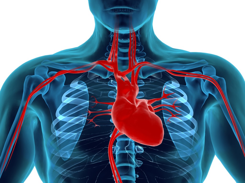 Картинок где находится. Расположение сердца у человека. Расположение сердцасердца. Расположенте серйа у человекк.