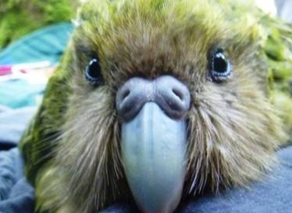 kakapo bird gif