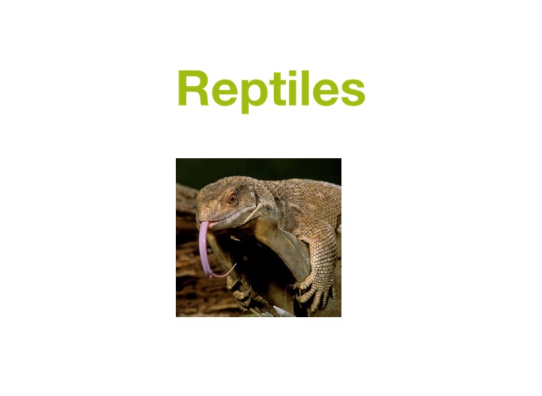 Reptiles on FlowVella - Presentation Software for Mac iPad and iPhone