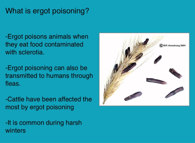 Ergot poisoning - Screen 3 on FlowVella - Presentation Software for Mac iPad and iPhone