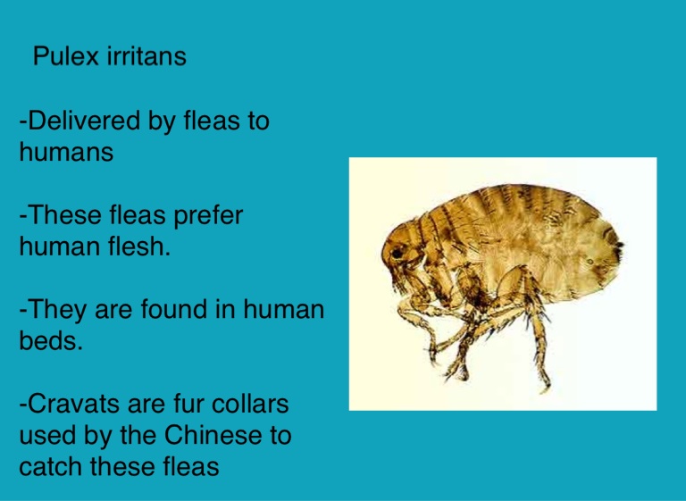 Ergot poisoning - Screen 7 on FlowVella - Presentation Software for Mac ...