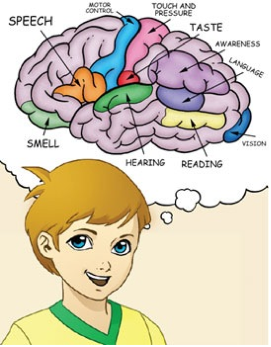 English brain