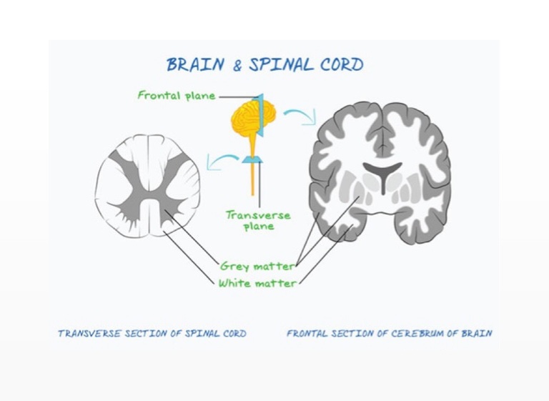 Под цифрой 7 на рисунке обозначены. Grey matter in Spinal Cord. Eon 3851 Programmer ans Spinal Cord neuromodulator.