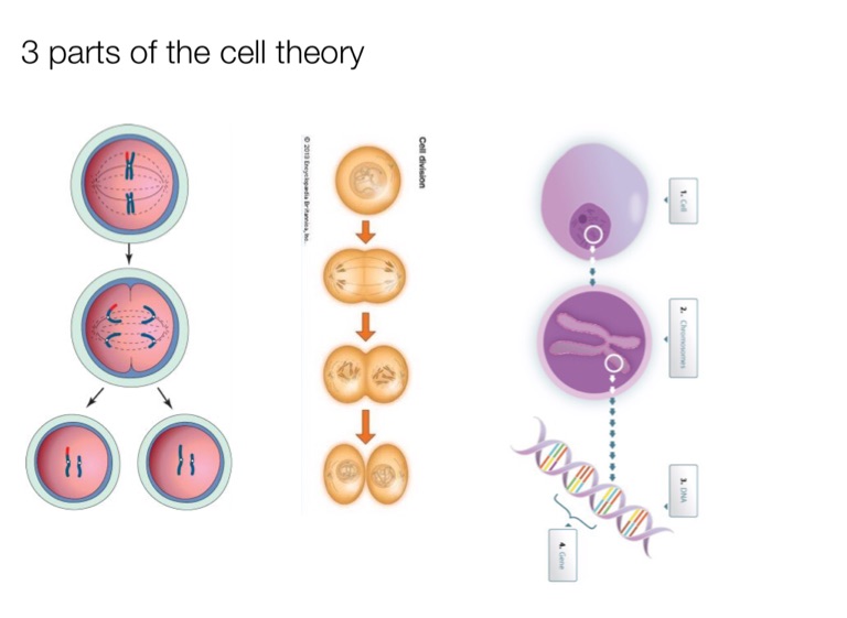 Three Parts Of Cell Theory Slidesharetrick