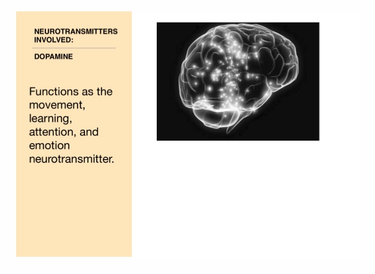 msh brain software mac msh brain software mac