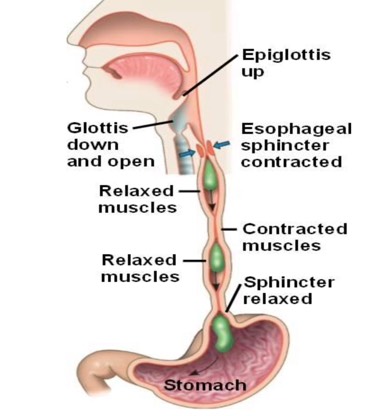 muscular system - Screen 5 on FlowVella - Presentation Software for Mac