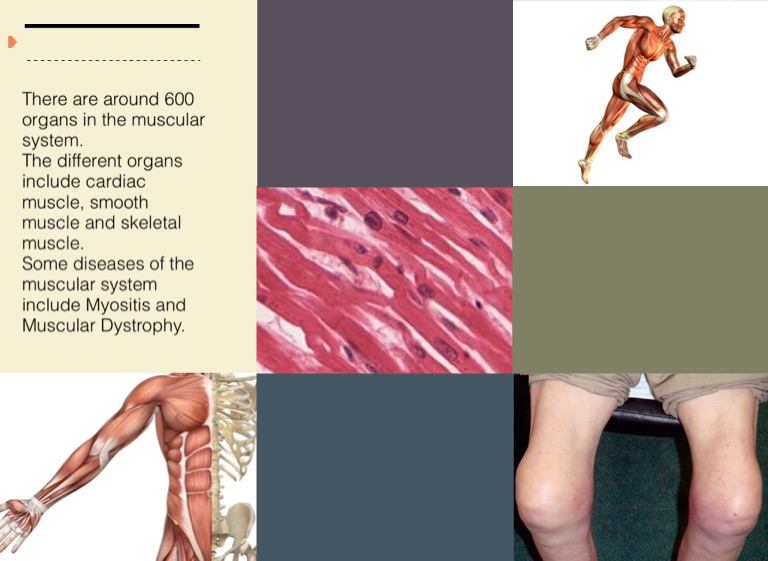 Muscular System Screen 2 On Flowvella Presentation Software For Mac Ipad And Iphone 1969