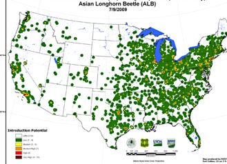 asian longhorned beetle map