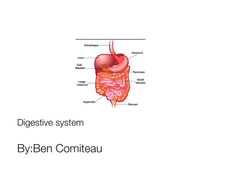 Digestive system on FlowVella - Presentation Software for Mac iPad and