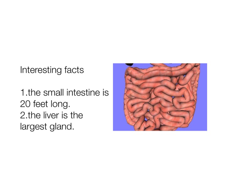Digestive system - Screen 6 on FlowVella - Presentation Software for