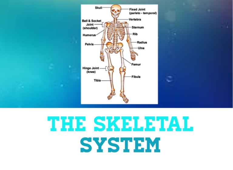 The skeletal system on flowvella app