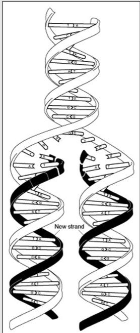 Molecular Genetics - Screen 17 on FlowVella - Presentation Software for ...