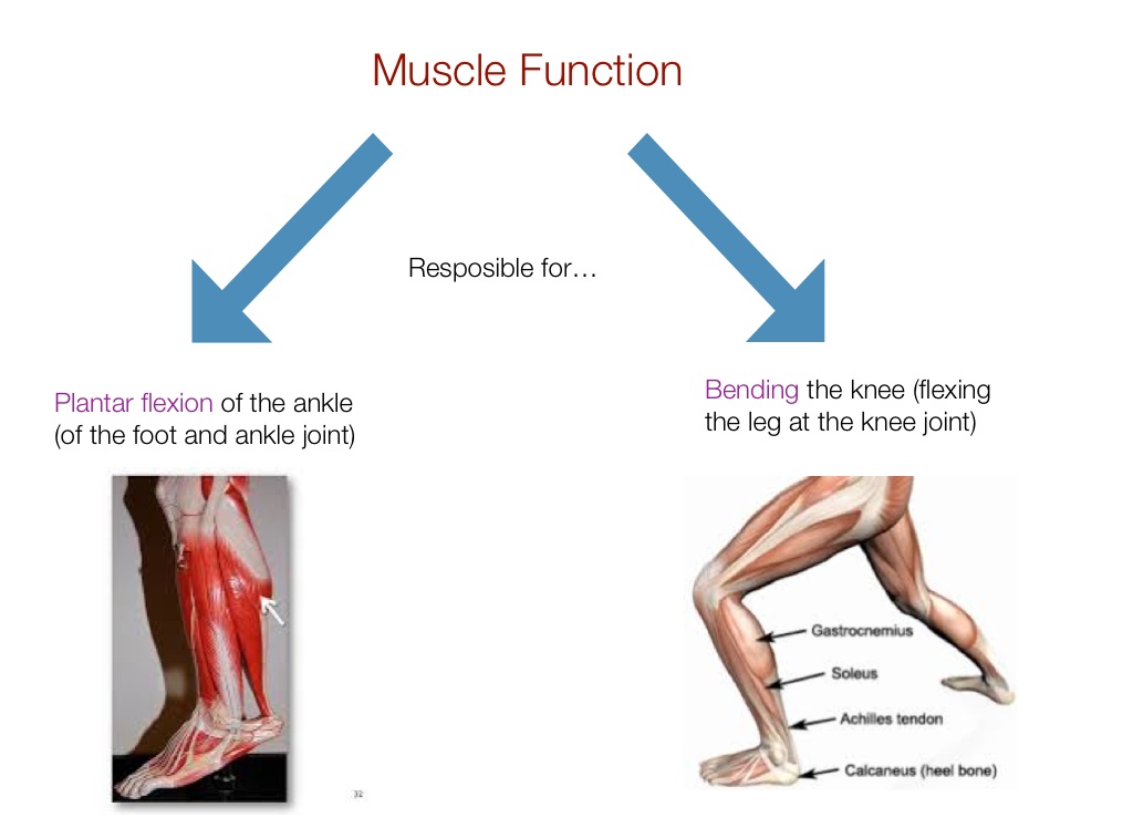 gastrocnemius-muscle-screen-3-on-flowvella-presentation-software