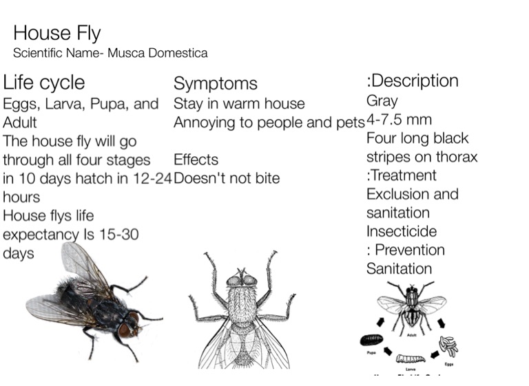 stages of a house fly