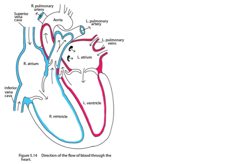 Circulatory System on FlowVella - Presentation Software for Mac iPad