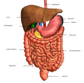 Digestive system on FlowVella - Presentation Software for Mac iPad and