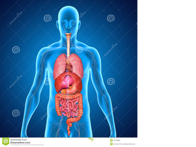 Digestive system on FlowVella - Presentation Software for Mac iPad and