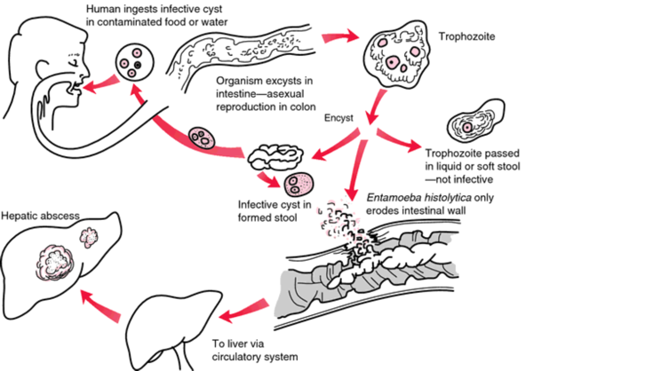 Схема развития амебиаза