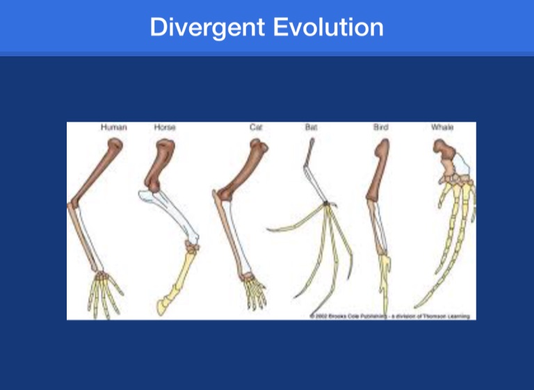 what is divergent evolution definition