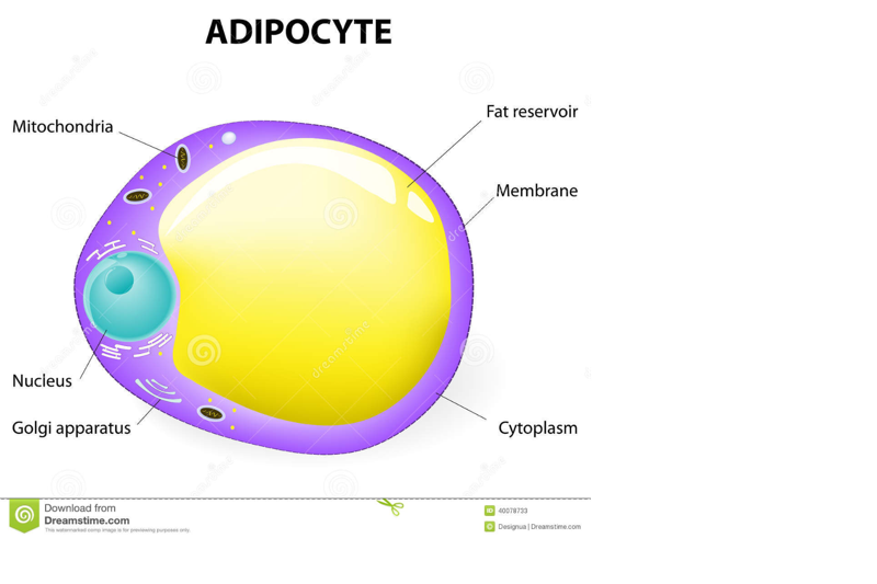 fat cell shape