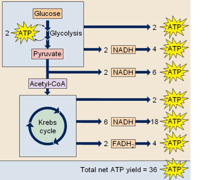 Cellular Respiration - Screen 5 on FlowVella - Presentation Software ...