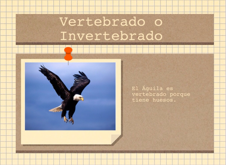 Top 37+ imagen aguila es vertebrado o invertebrado