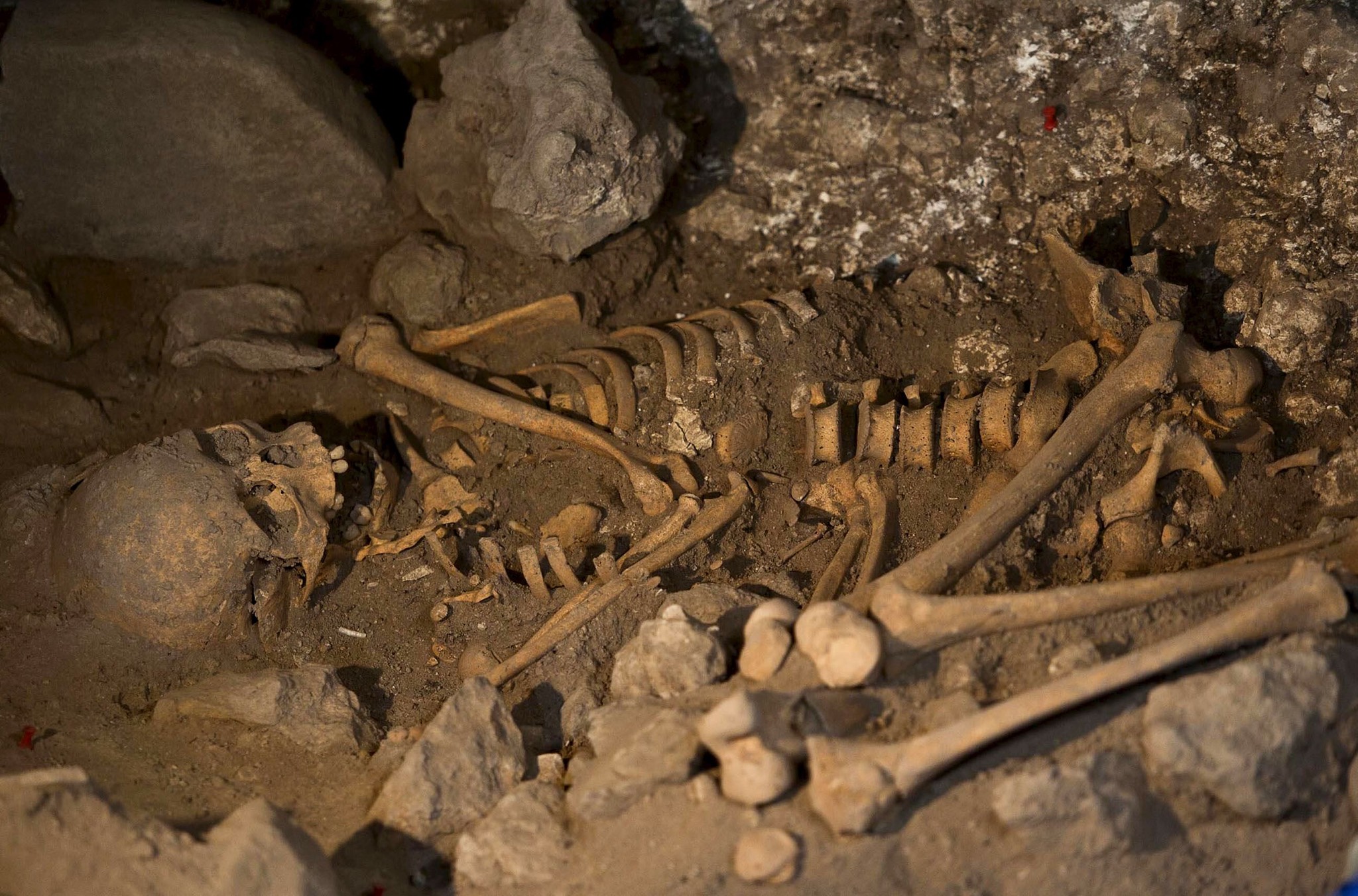Находки гнезд. Археологические находки в пещерах Атапуэрка. Атапуэрка Испания. Атапуэрка пещера.