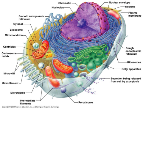 Cell project - Screen 9 on FlowVella - Presentation Software for Mac ...