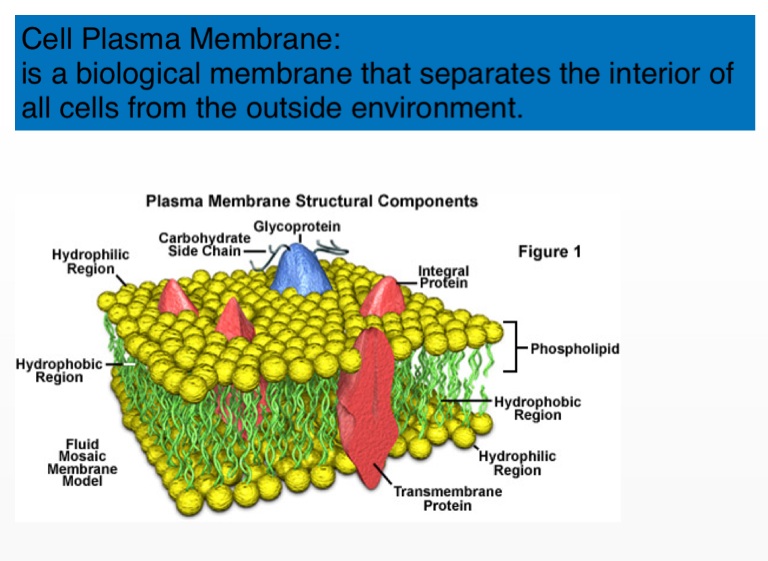 Cells - Screen 6 on FlowVella - Presentation Software for Mac iPad and