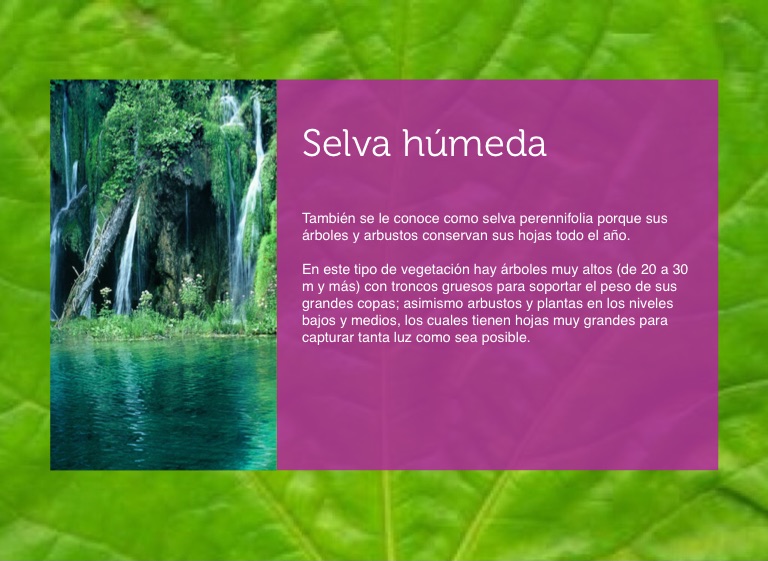 Selva Húmeda Screen 2 on FlowVella Presentation Software for Mac iPad and iPhone