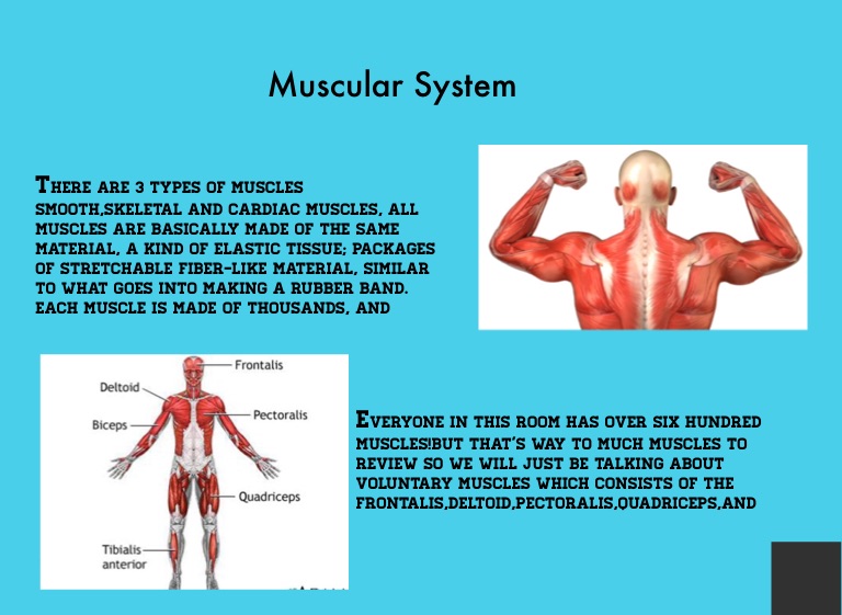 Muscular System💪🏻 on FlowVella - Presentation Software for Mac iPad and