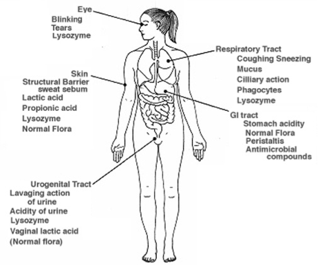 how do pathogens get into the body