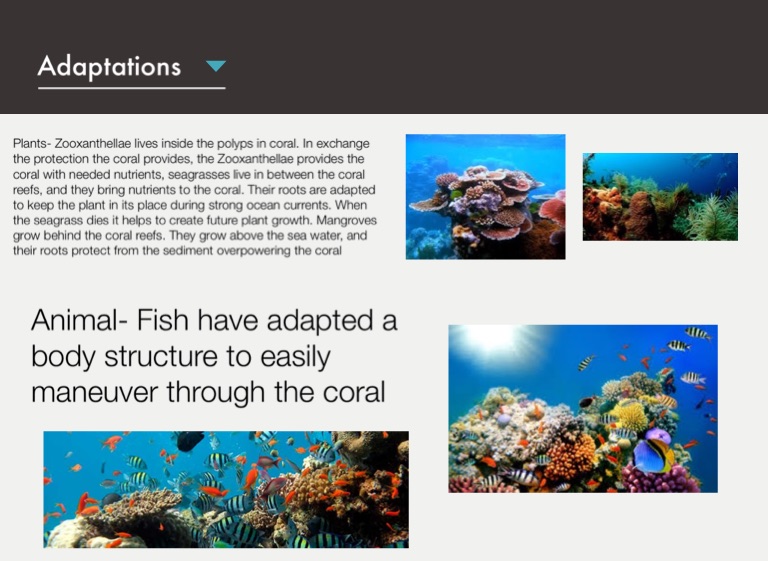 Coral Reef Biome Screen 6 on FlowVella Presentation Coral Reef Biome Screen 6 on FlowVella Presentation