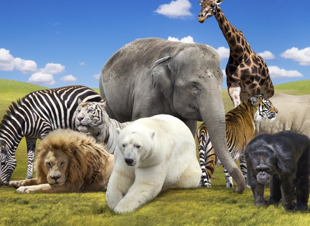 Many animals are becoming. Many animals