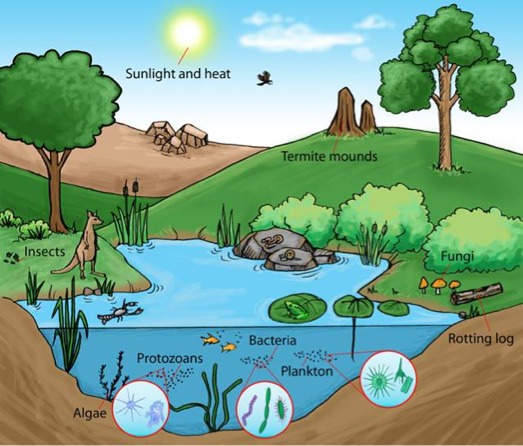 Ecosystems and Energy Flow Flipbook - Screen 4 on FlowVella ...