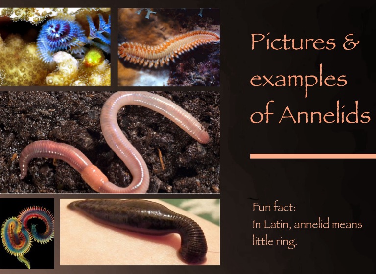 annelids examples